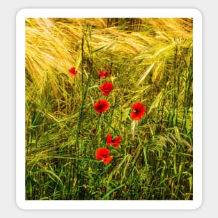 Poppies in a cornfield Sticker